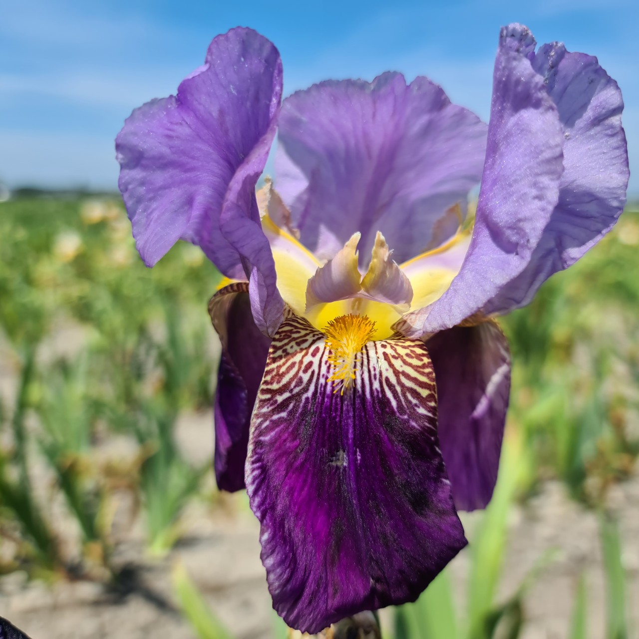 (Lis) Iris Germanica Lent A. Williamson