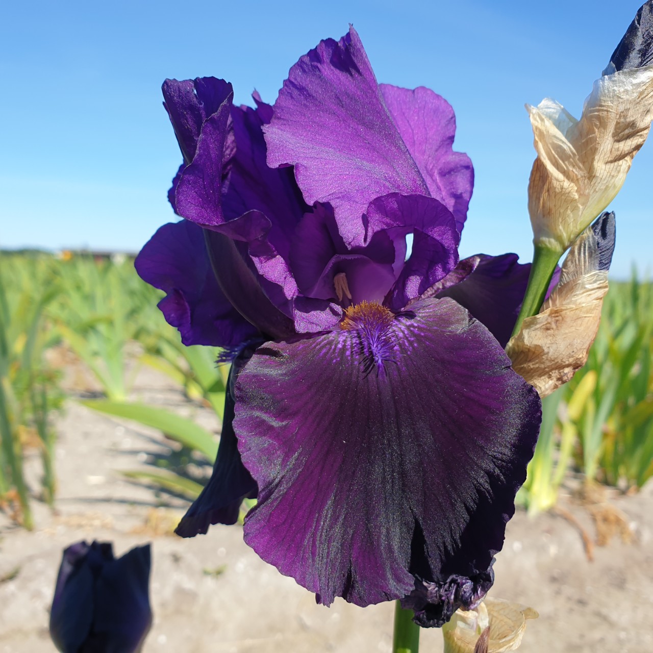 (Lis) Iris Germanica Black Taffeta
