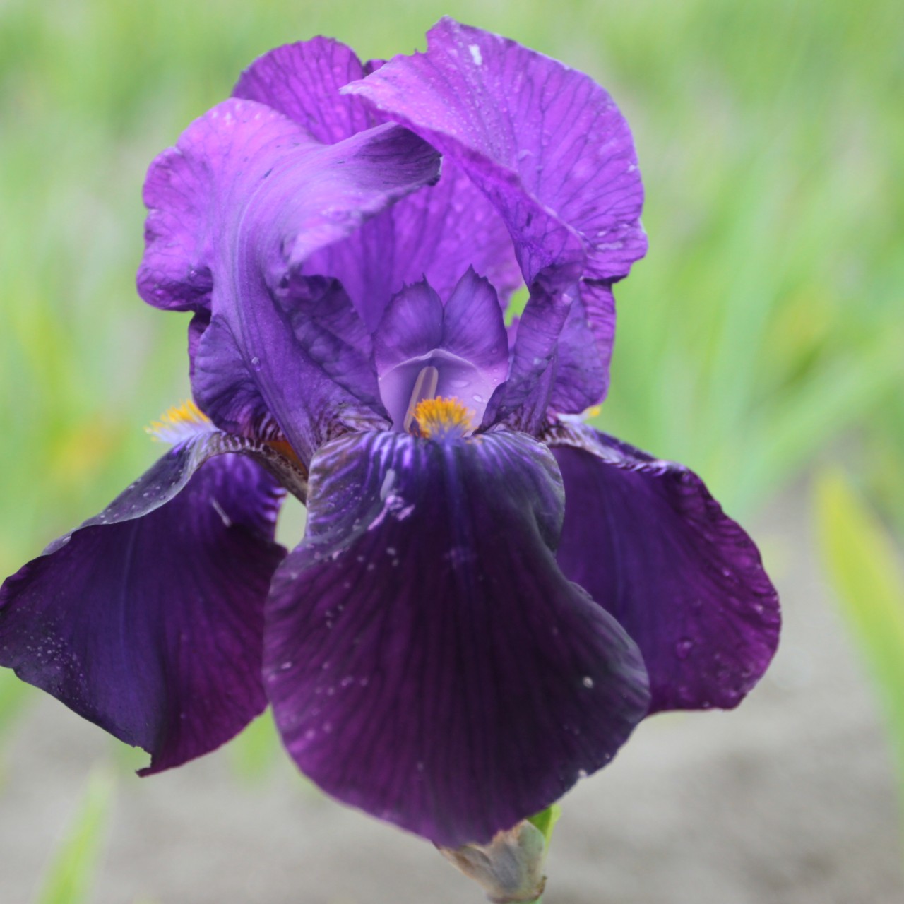 (Lis) Iris Germanica Bishop's Robe