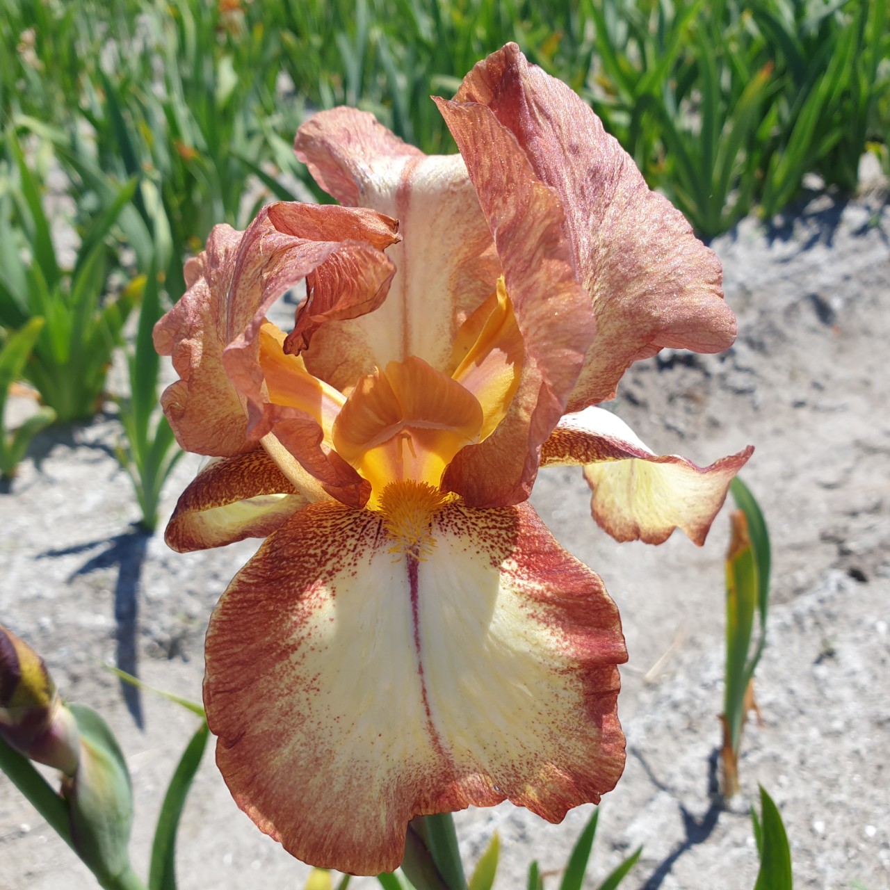 (Lis) Iris Germanica Rimfire
