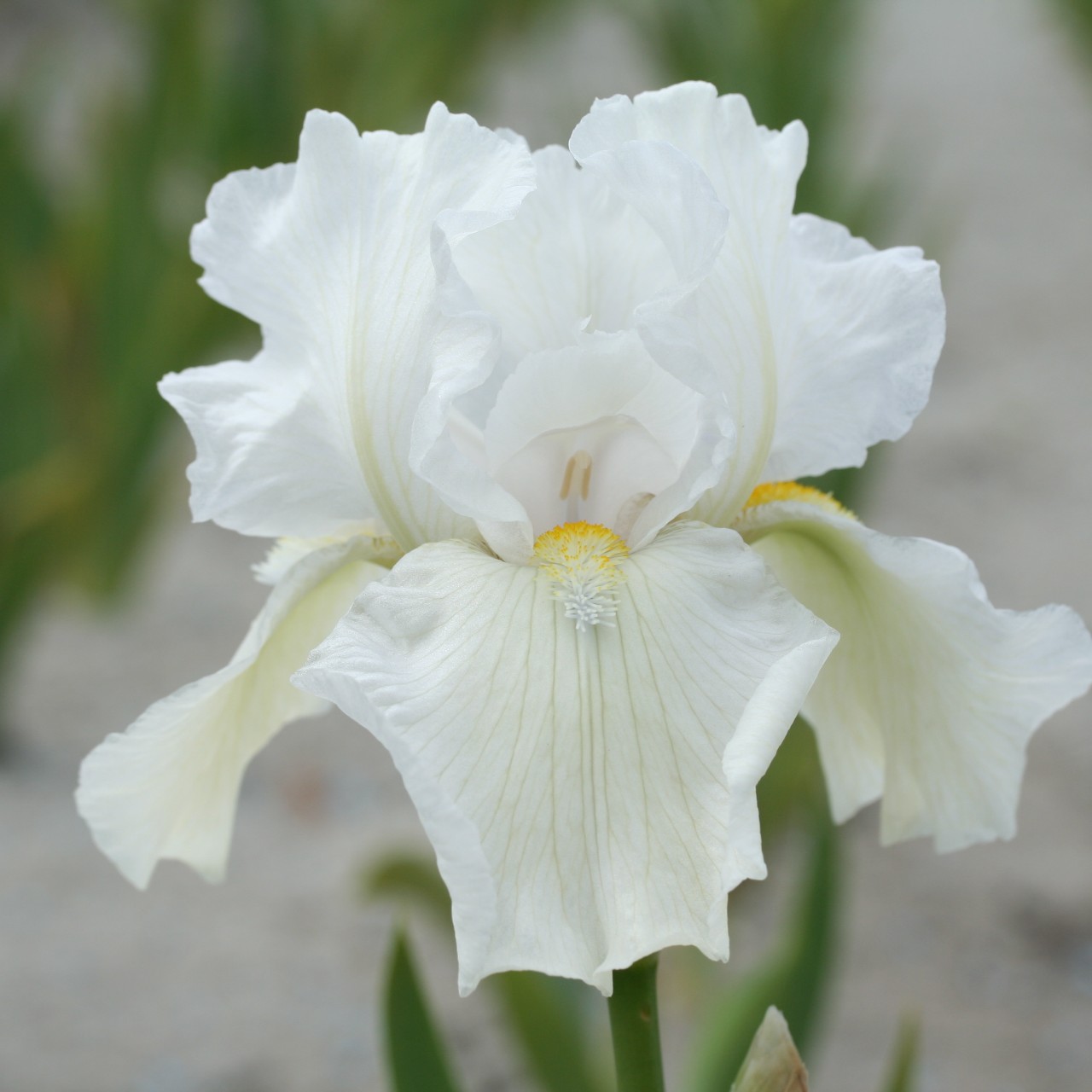 (Lis) Iris Germanica Virginia Agnes