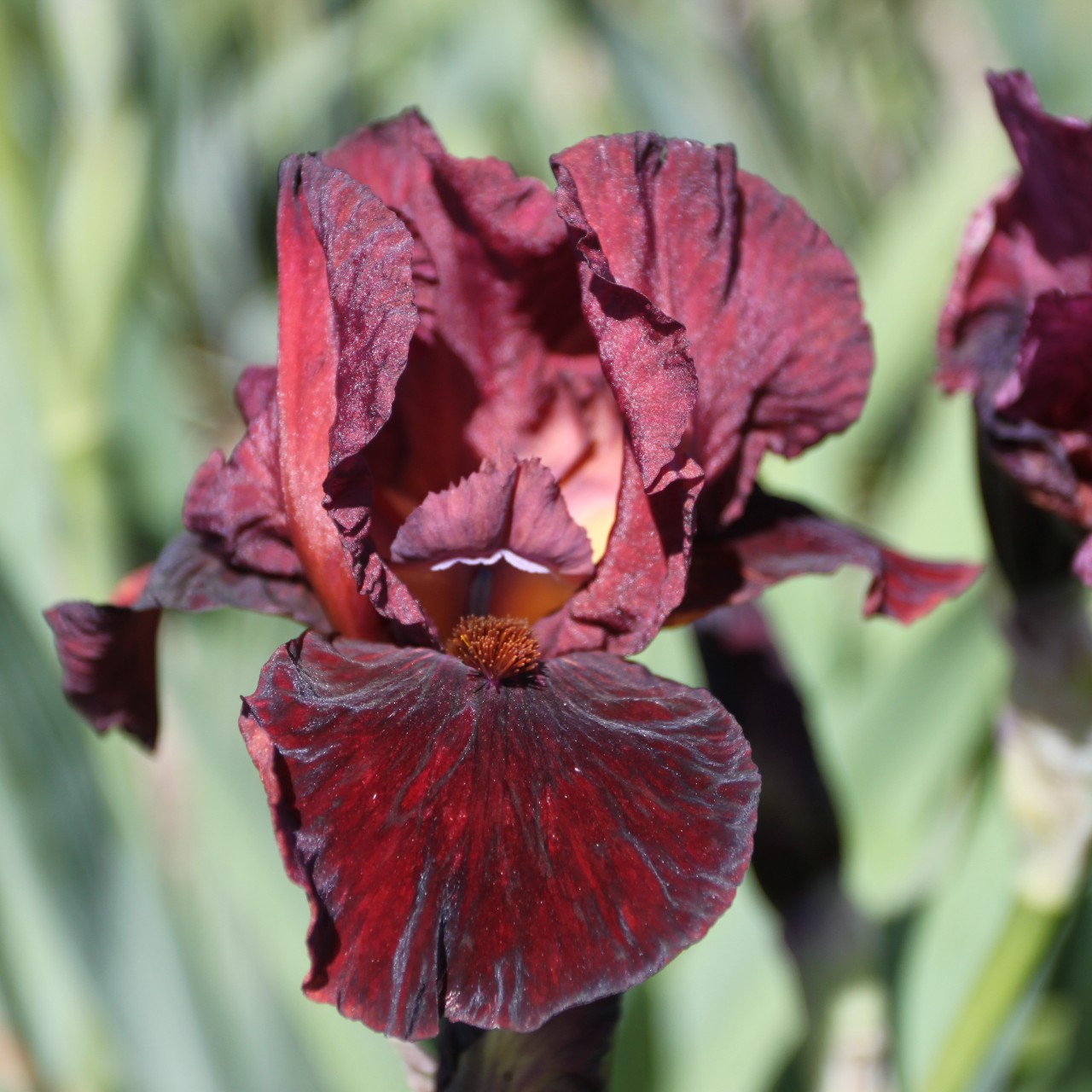 (Lis) Iris Germanica Morning Show