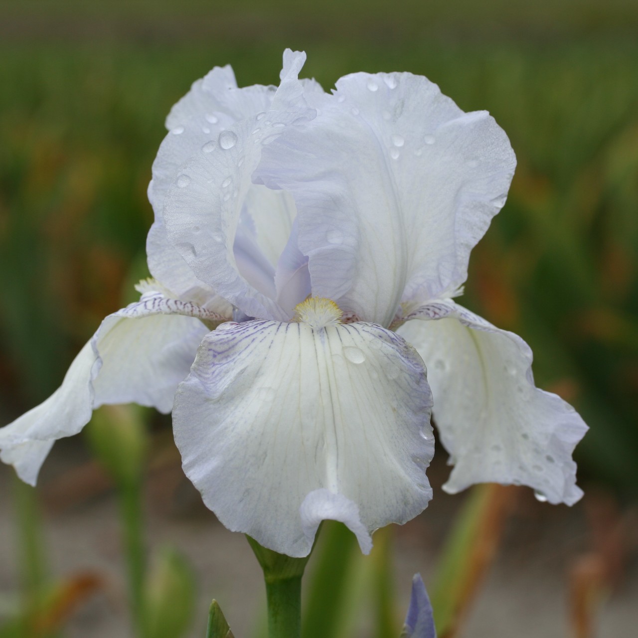 (Lis) Iris Germanica English Cottage