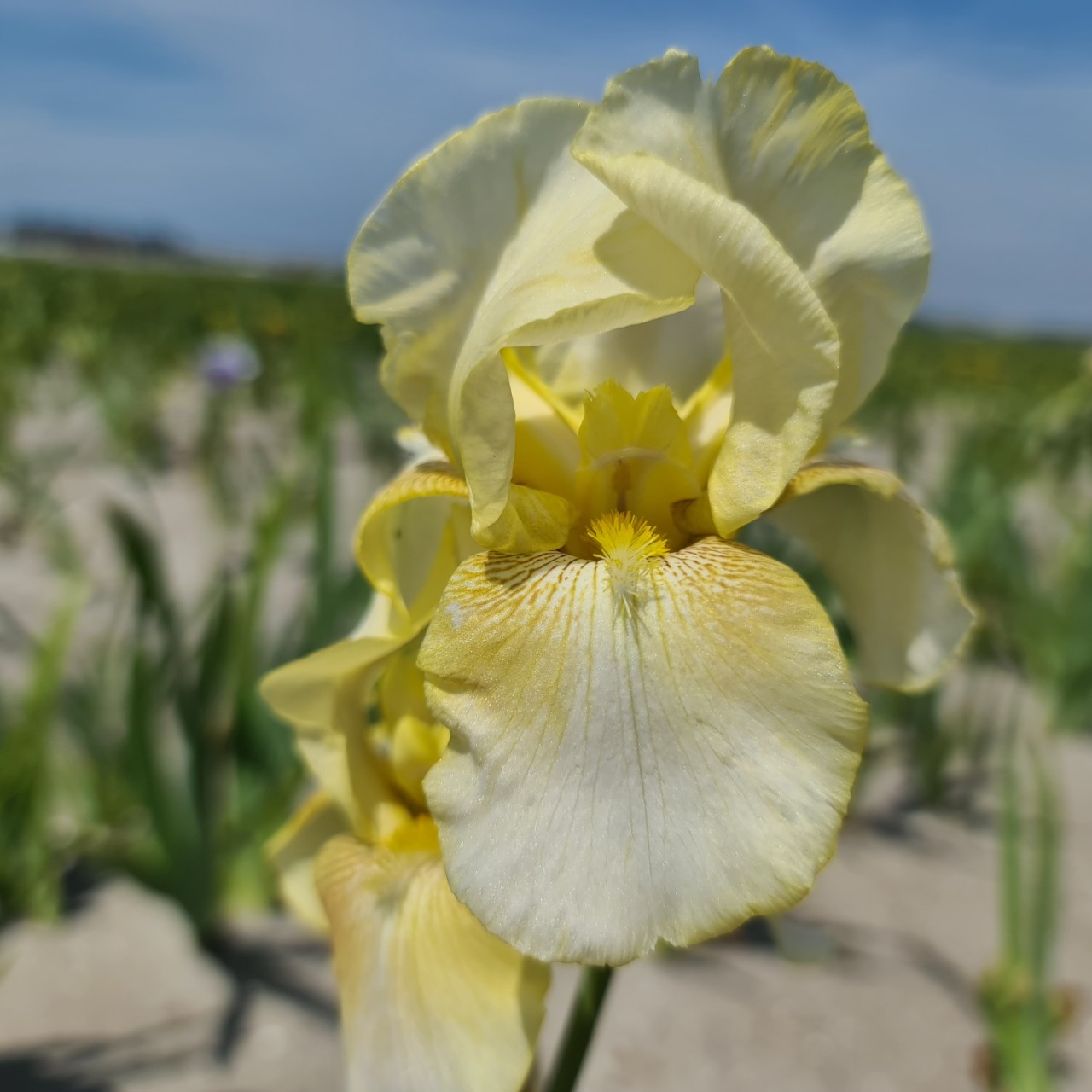 (Lis) Iris Germanica Dawn of Fall