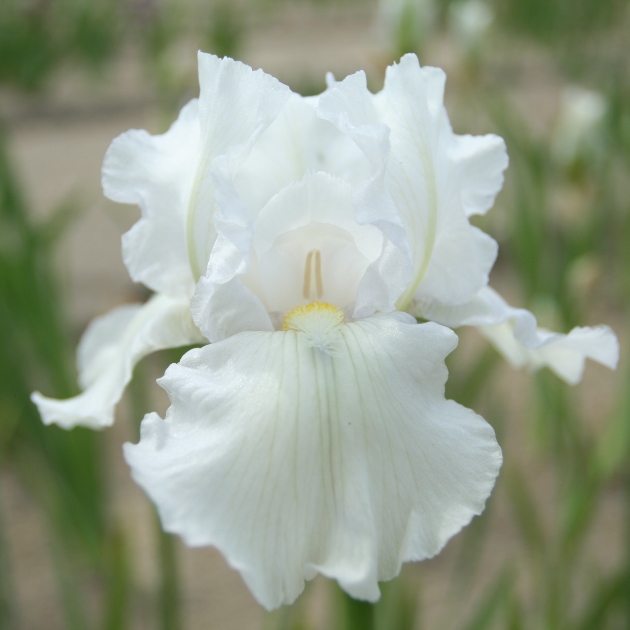 (Lis) Iris Germanica Zurich