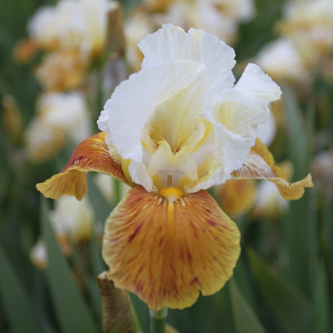(Lis) Iris Germanica Honey Glazed