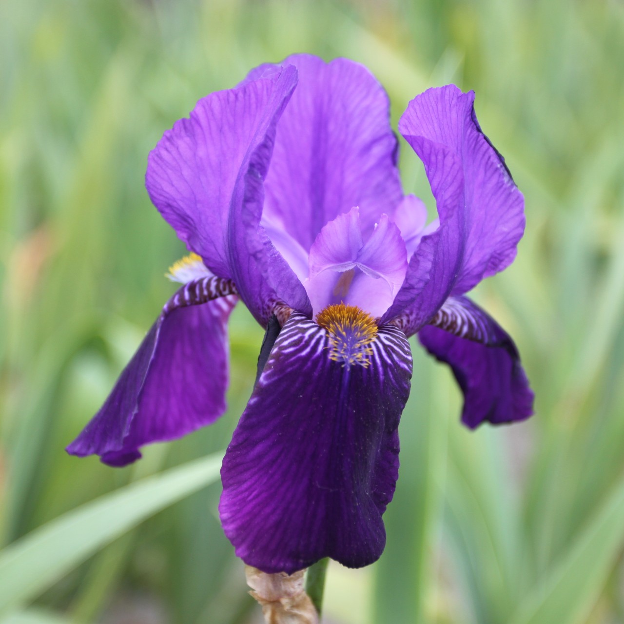(Lis) Iris Germanica Joanna