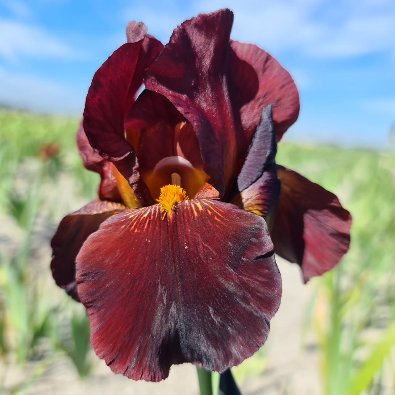 (Lis) Iris Germanica Caldron