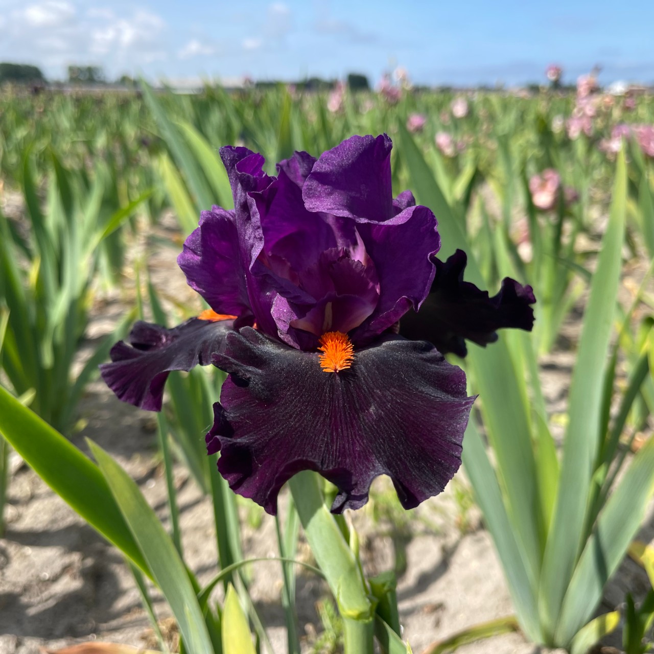 (Lis) Iris Germanica Sun in the Dark