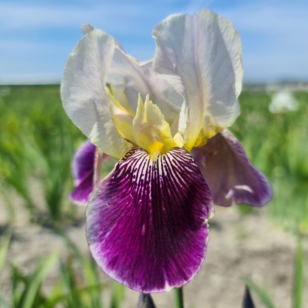 (Lis) Iris Germanica Salonique