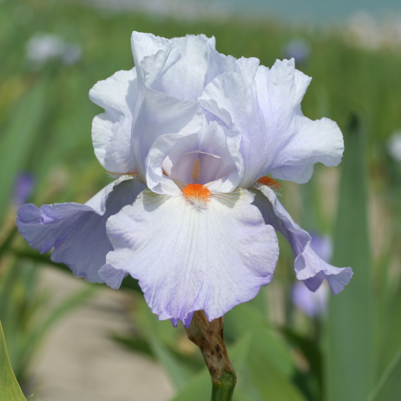 (Lis) Iris Germanica Rippling Clouds