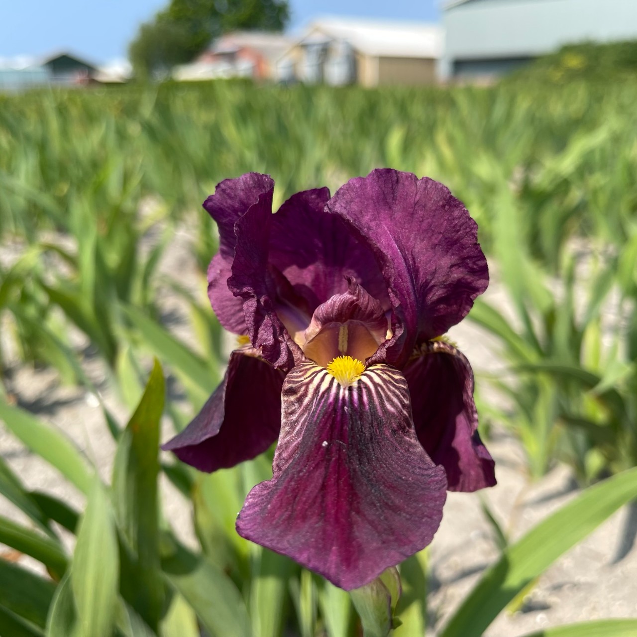 (Lis) Iris Germanica Red Orchid