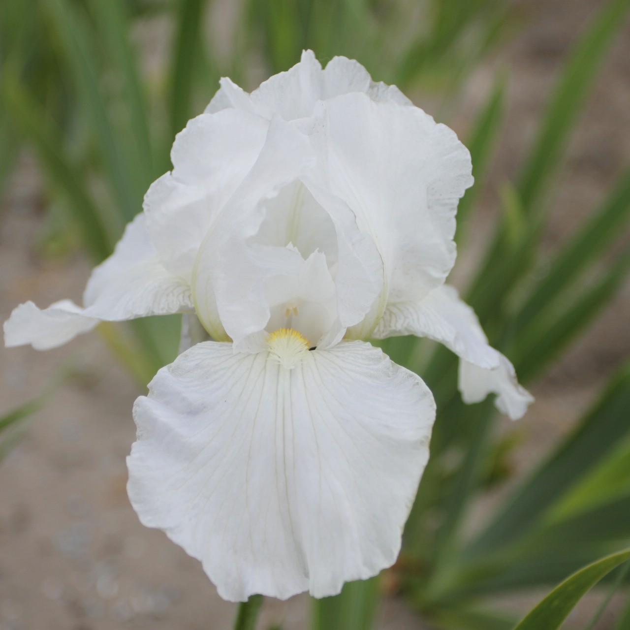 (Lis) Iris Germanica Immortality