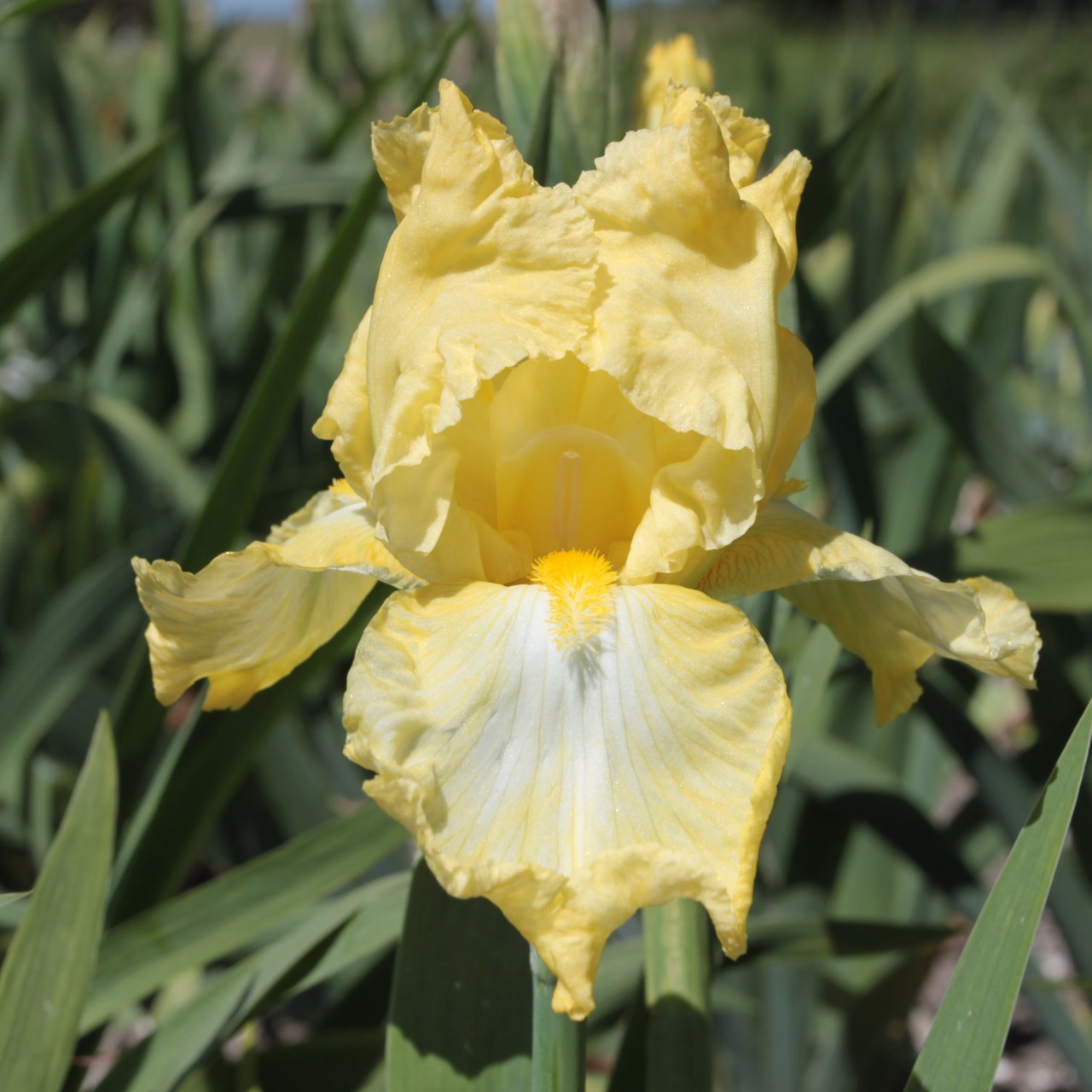 (Lis) Iris Germanica Summer Olympics