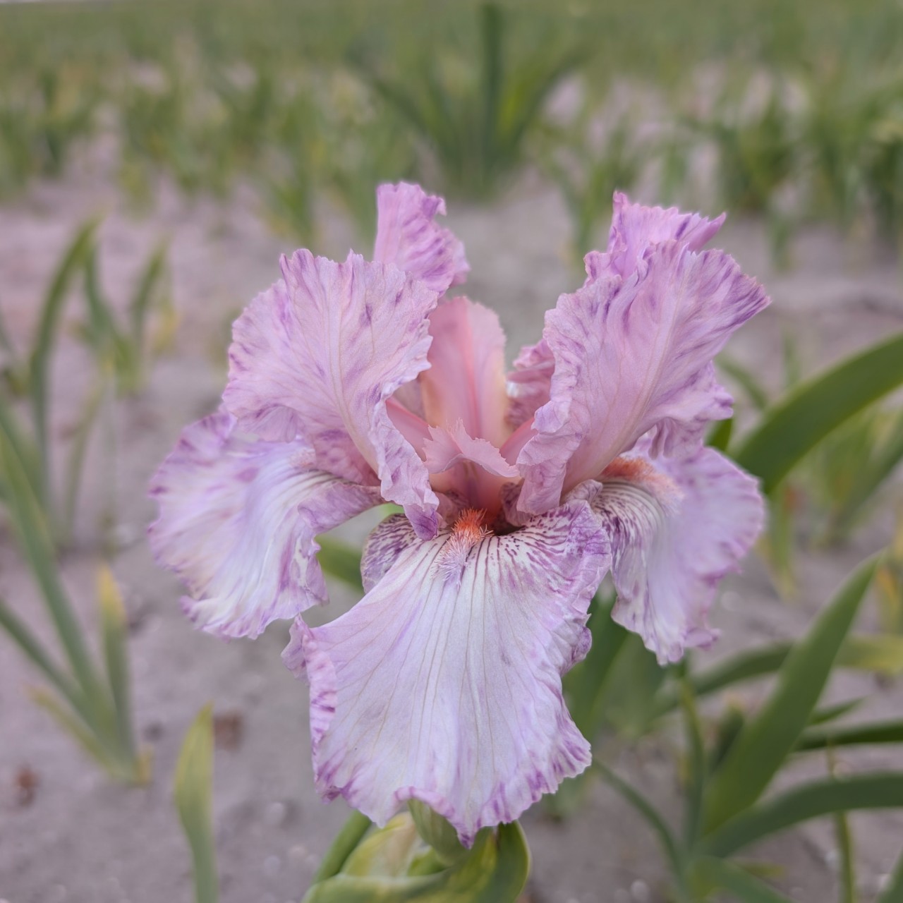 (Lis) Iris Germanica Color Brite