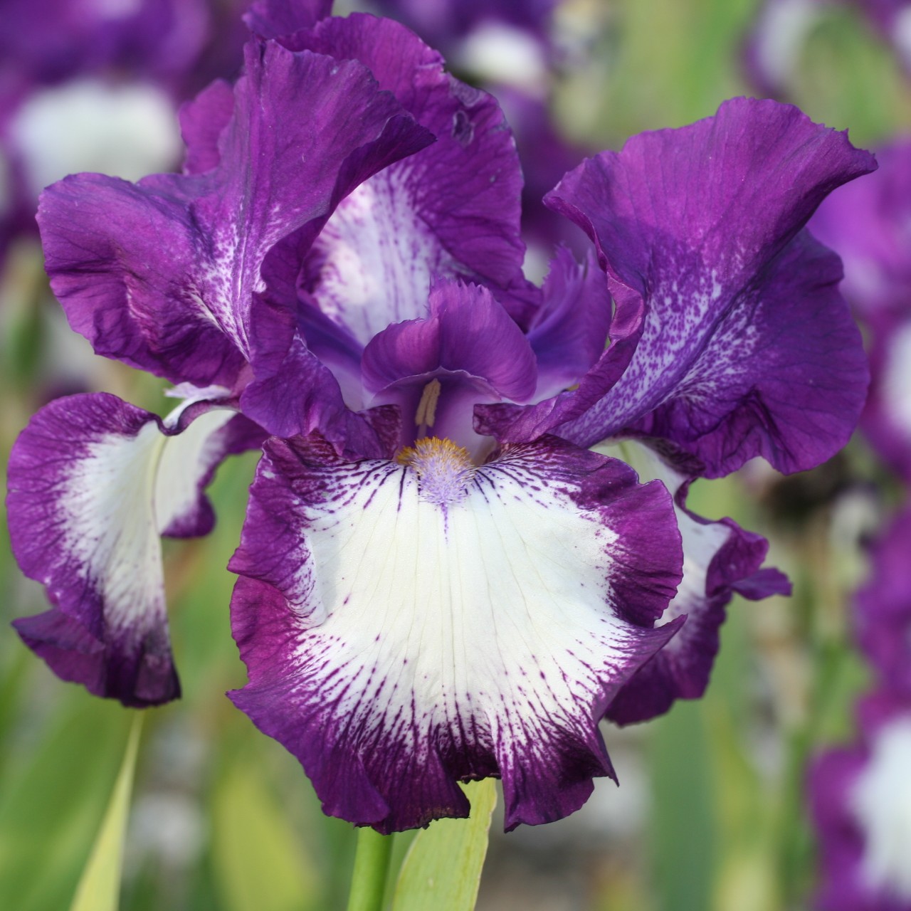 (Lis) Iris Germanica Cozy Calico