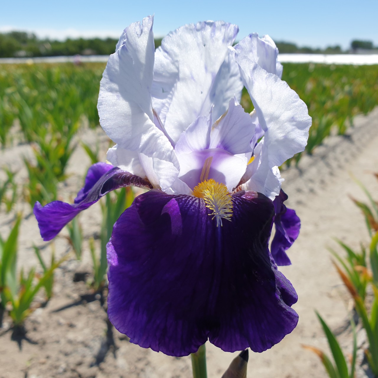 (Lis) Iris Germanica Night Edition