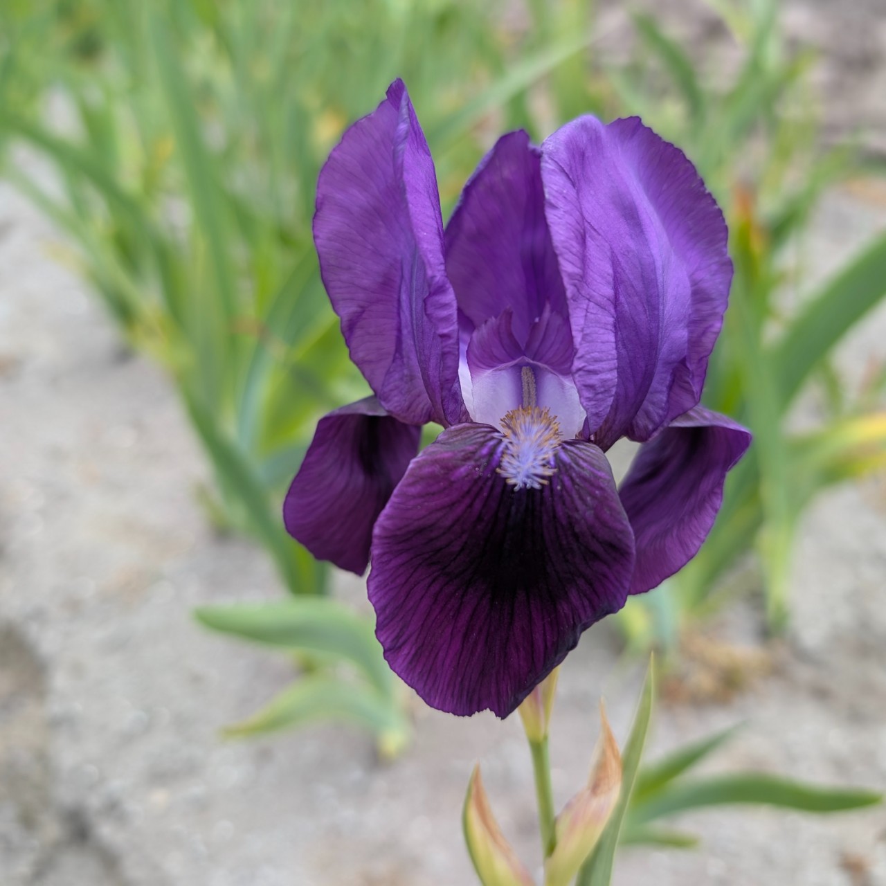 (Lis) Iris Germanica Black Knight