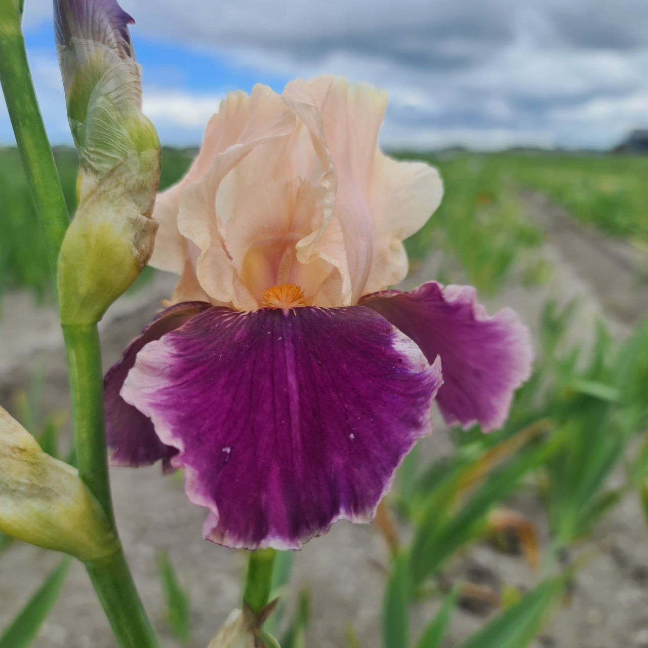 (Lis) Iris Germanica Christmas Carol