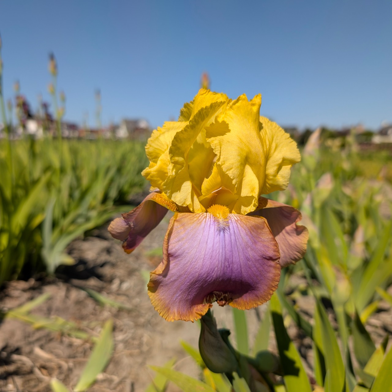 (Lis) Iris Germanica Sunset Sky
