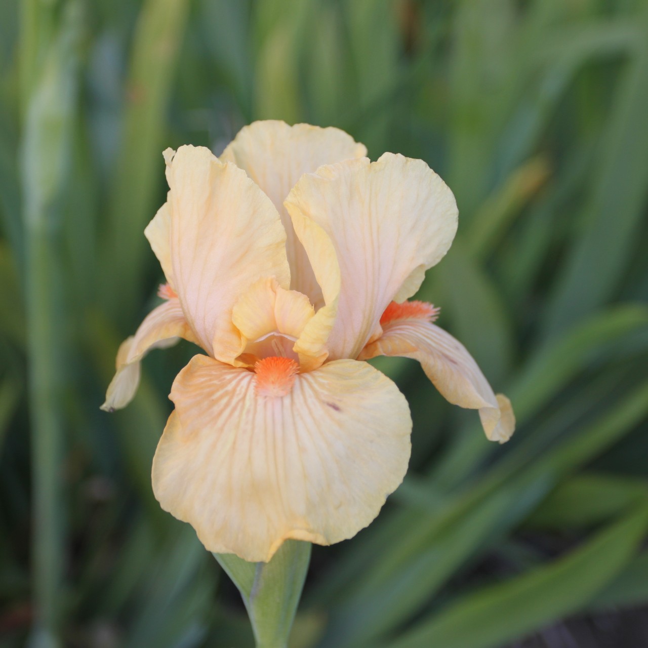 (Lis) Iris Germanica Midwest Star