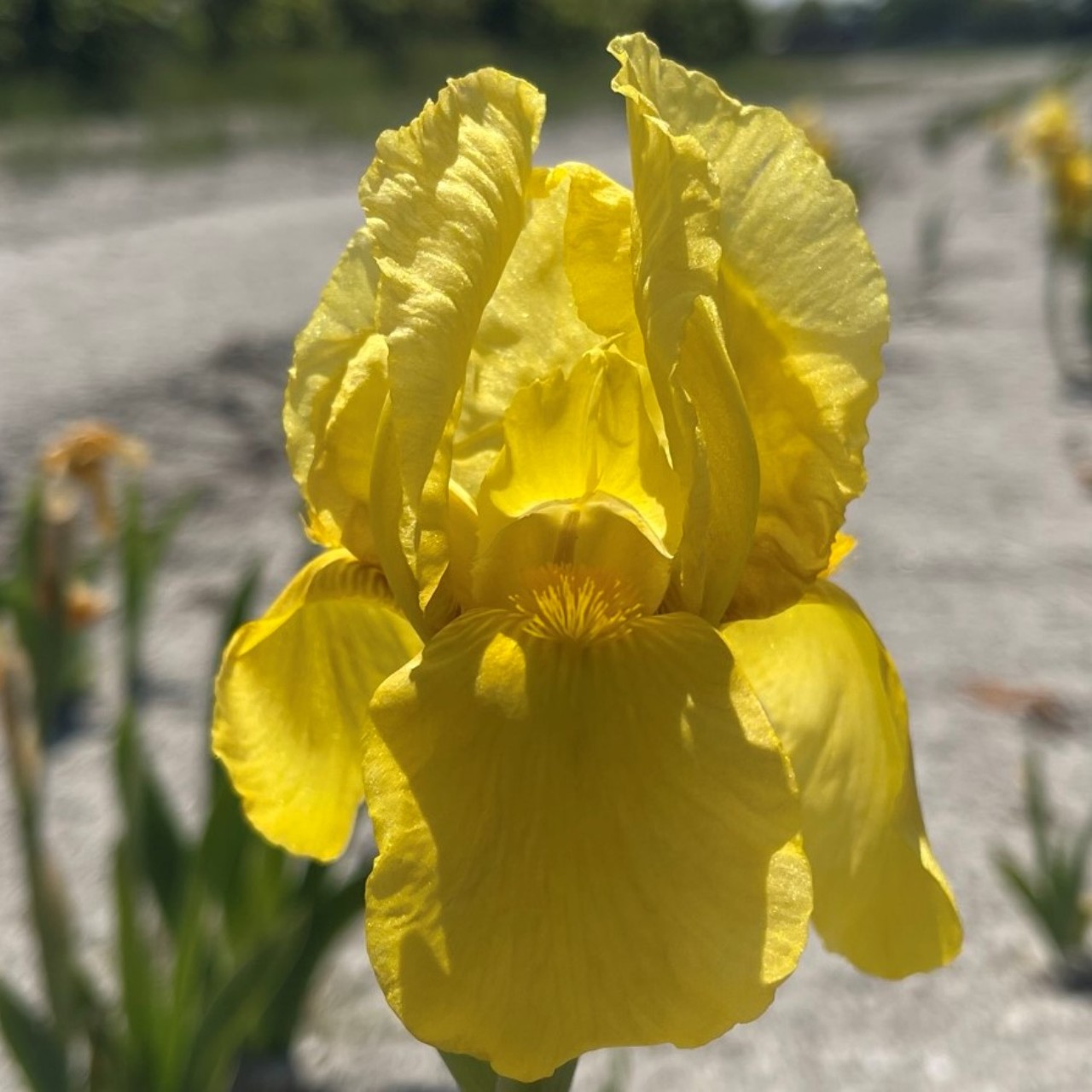 (Lis) Iris Germanica St Crispin
