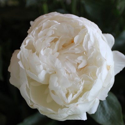 (Pioen) Paeonia Bowl of Cream