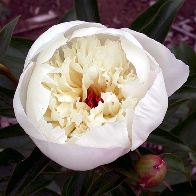 (Pioen) Paeonia Immaculée