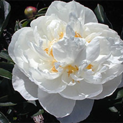 (Pioen) Paeonia Gardenia