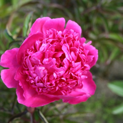 (Pioen) Paeonia Kansas