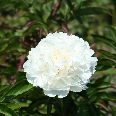 (Pioen) Paeonia Shirley temple