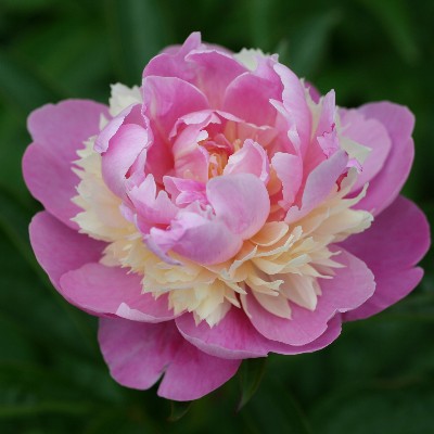 (Pioen) Paeonia Sorbet