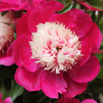 (Pioen) Paeonia White Cap