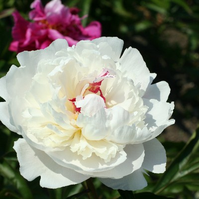 (Pioen) Paeonia Solange