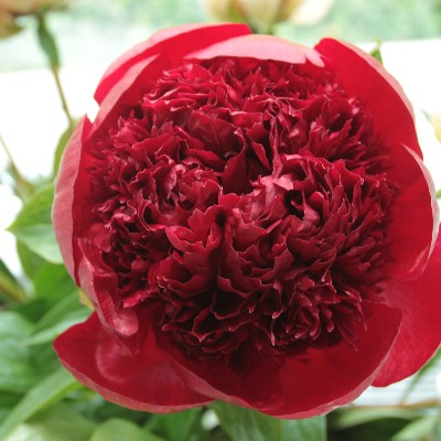 (Pioen) Paeonia Red Charm