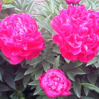 (Pioen) Paeonia Karl Rosenfield