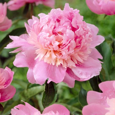 (Pioen) Paeonia Monsieur Jules Elie