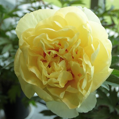 (Pioen) Paeonia Bartzella