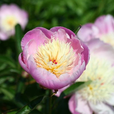 (Pioen) Paeonia Bowl of Beauty