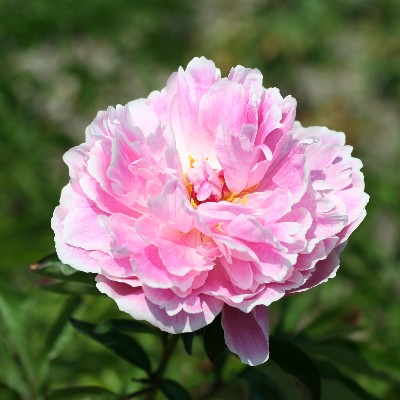 (Pioen) Paeonia Sarah Bernhardt
