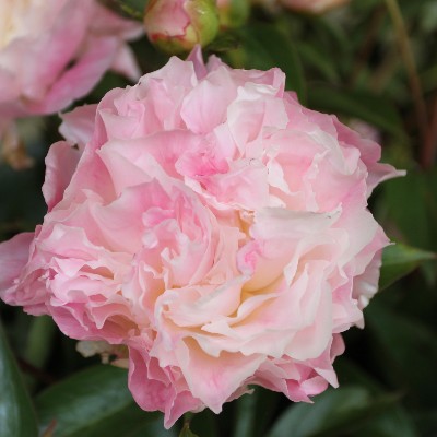 (Pioen) Paeonia Catharina Fontijn