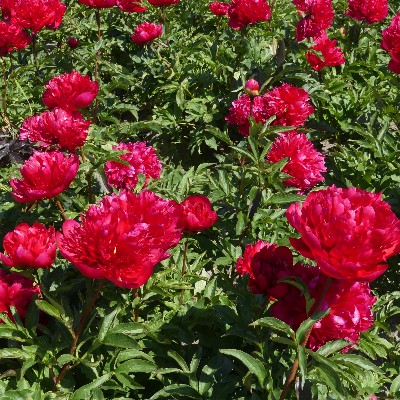 (Pioen) Paeonia Many Happy Returns