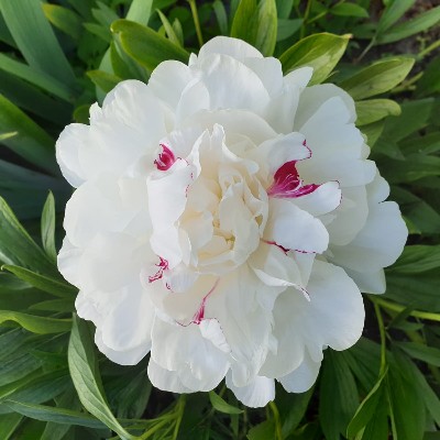 (Pioen) Paeonia Festiva Maxima