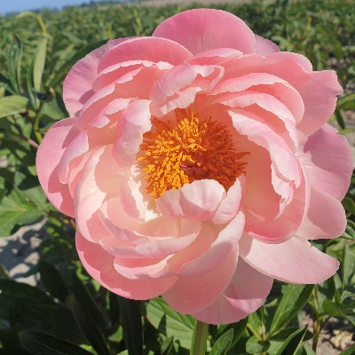 (Pioen) Paeonia Coral Charm