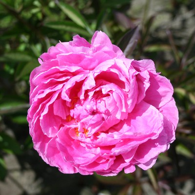 (Pioen) Paeonia Alexander Fleming