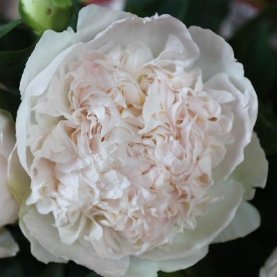 (Pioen) Paeonia Angel Cheeks