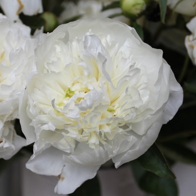 (Pioen) Paeonia Duchesse de Nemours
