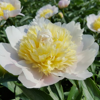 (Pioen) Paeonia Primevere