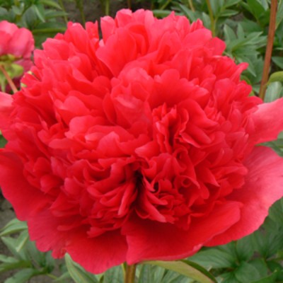 (Pioen) Paeonia Command Performance