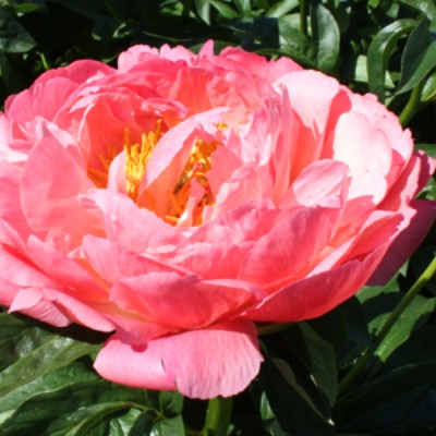 (Pioen) Paeonia Coral Sunset